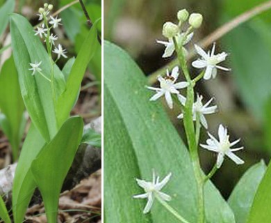 Maianthemum trifolium