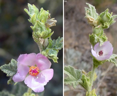 Malacothamnus aboriginum