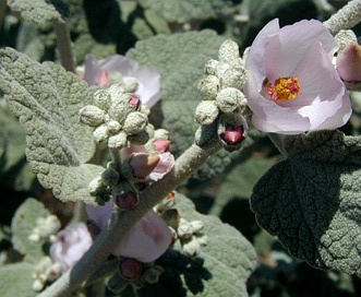 Malacothamnus fasciculatus