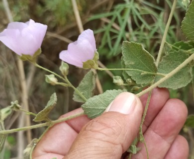 Malacothamnus foliosus