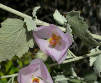 Malacothamnus jonesii