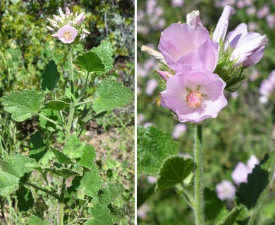 Malacothamnus palmeri