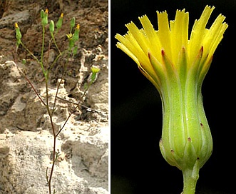 Malacothrix clevelandii