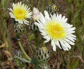 Malacothrix coulteri