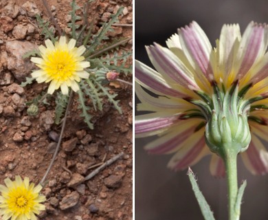 Malacothrix fendleri