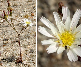 Malacothrix floccifera