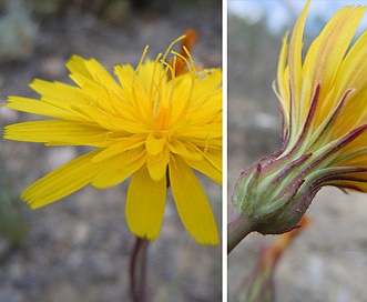 Malacothrix torreyi