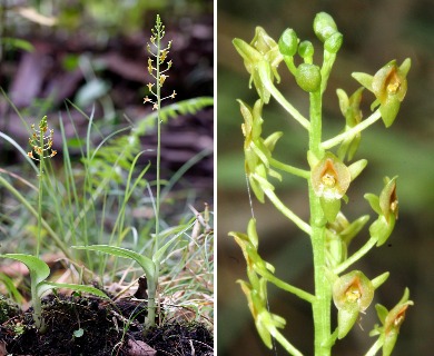 Malaxis spicata