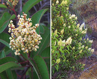 Malosma laurina