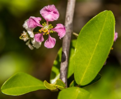 Malpighia glabra