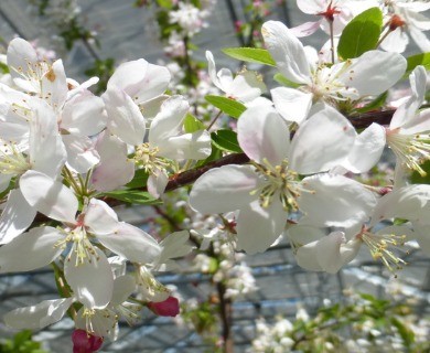 Malus X floribunda