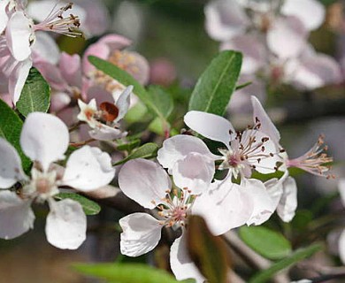 Malus angustifolia