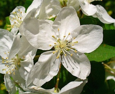 Malus domestica