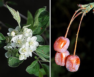 Malus fusca