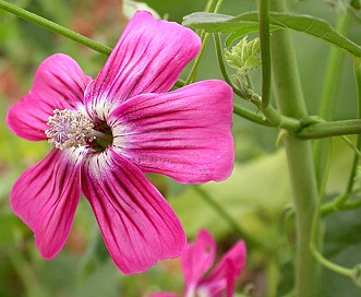 Malva assurgentiflora