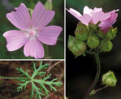 Malva moschata