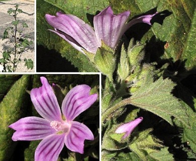 Malva multiflora