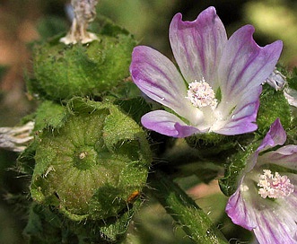 Malva nicaeensis