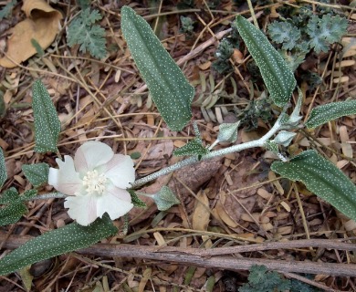 Malvella sagittifolia