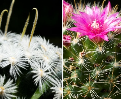 Mammillaria crinita