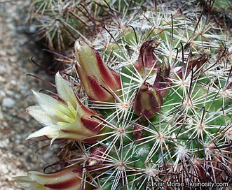 Mammillaria dioica