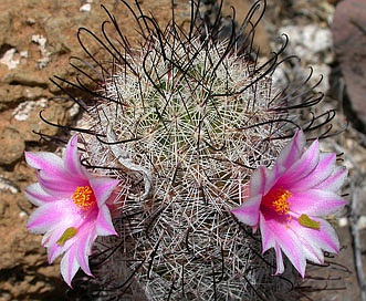 Mammillaria grahamii