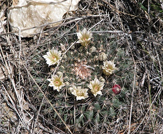 Mammillaria heyderi