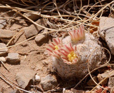 Mammillaria lasiacantha