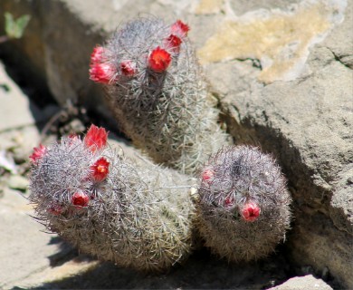 Mammillaria pottsii