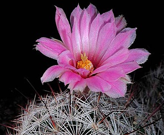 Mammillaria tetrancistra