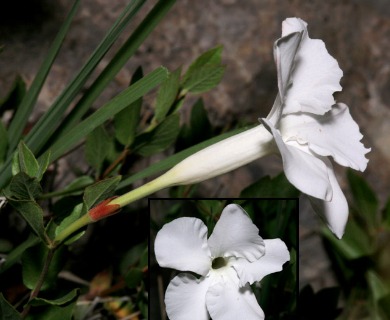 Mandevilla brachysiphon