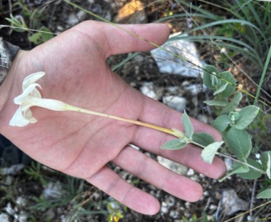 Mandevilla macrosiphon