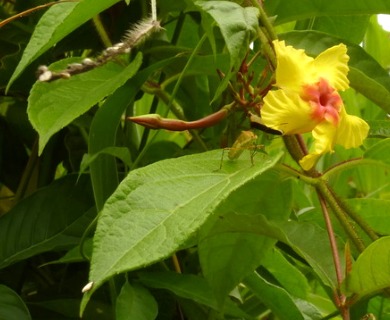 Mandevilla subsagittata