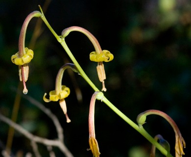 Manfreda singuliflora