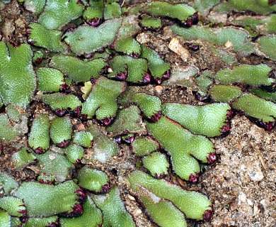 Mannia californica