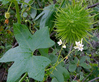 Marah macrocarpa