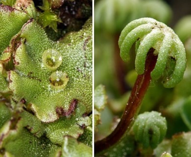 Marchantia polymorpha