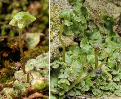 Marchantia quadrata