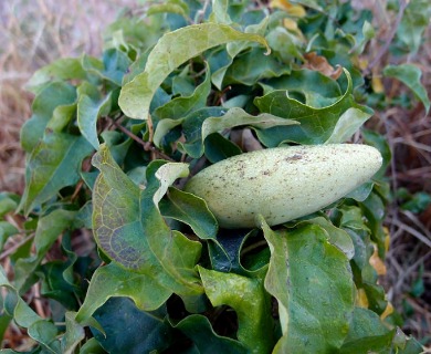 Marsdenia edulis