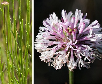 Marshallia graminifolia