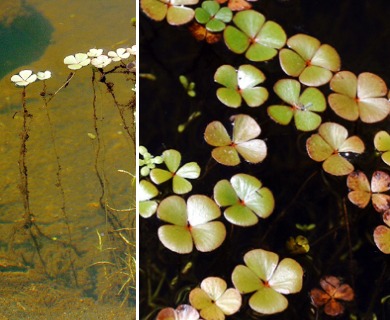 Marsilea oligospora