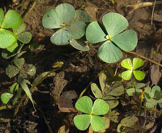 Marsilea quadrifolia