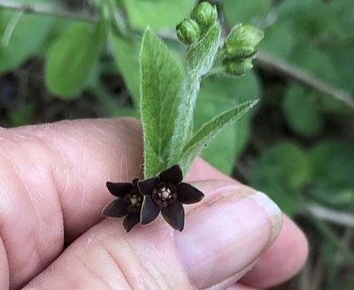 Matelea cynanchoides