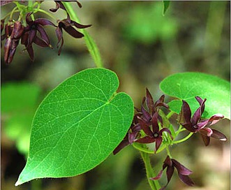 Matelea decipiens