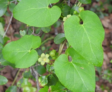 Matelea edwardsensis