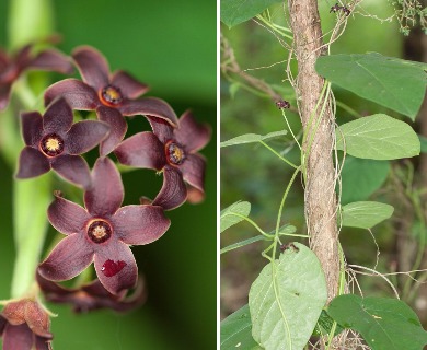 Matelea obliqua