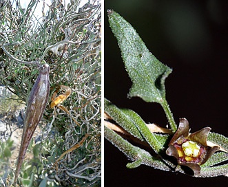 Matelea parvifolia