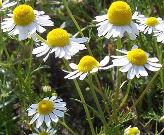 Matricaria chamomilla