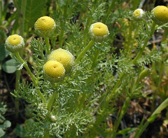 Matricaria occidentalis