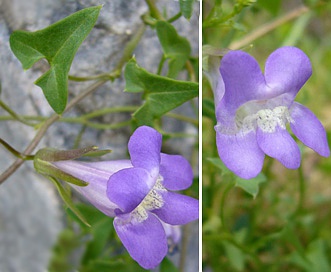 Maurandella antirrhiniflora